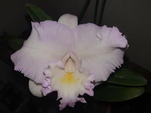 Rhyncatlaelia Deception Sweetheart