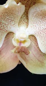 Vanda Smiley's Charm