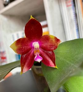 Phalaenopsis Tying Shin Fly Eagle