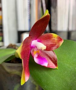 Phalaenopsis Tying Shin Fly Eagle