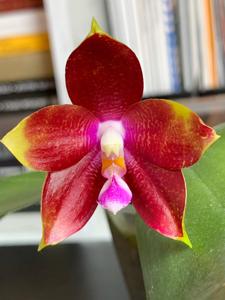 Phalaenopsis Tying Shin Fly Eagle