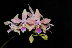 Phalaenopsis GK's Pallestris