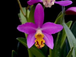 Cattlianthe Tiny Treasure