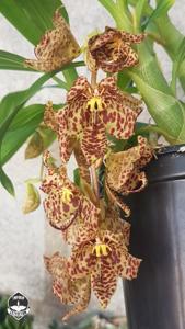 Cycnoches Helenir Ferreira