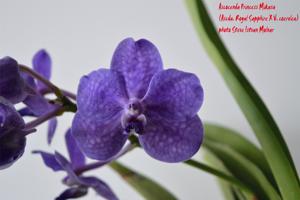 Vanda Princess Mikasa