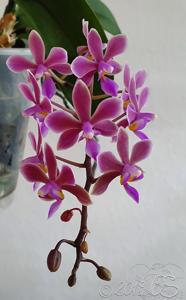 Phalaenopsis Braquestris Melmi