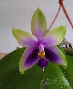 Phalaenopsis Samera