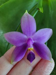 Phalaenopsis Samera