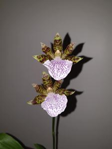 Zygopetalum maculatum-Redvale