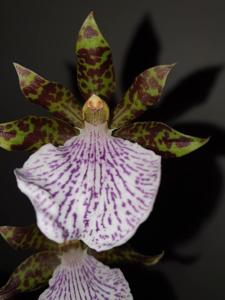 Zygopetalum maculatum-Redvale