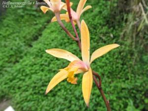 Cattleya laurae