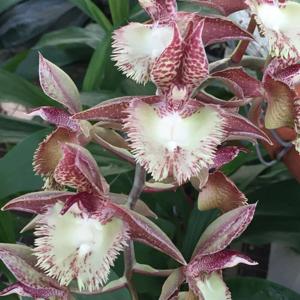 Catasetum Frilly Doris