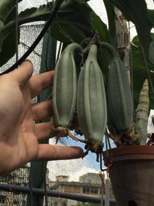 Catasetum Frilly Doris