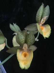 Catasetum Tom Pickens