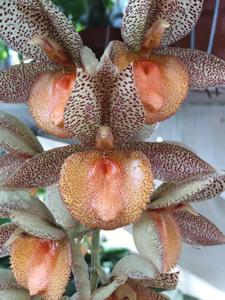 Catasetum Tom Pickens