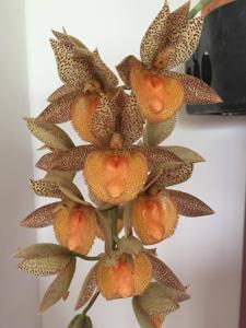 Catasetum Tom Pickens