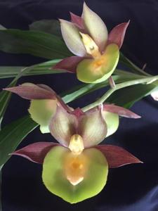 Catasetum Nicole Smile