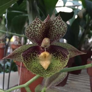 Catasetum Nicole Smile