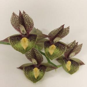 Catasetum Nicole Smile