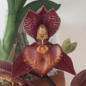 Catasetum Ryan Harrington