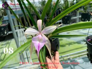 Brassocattleya Viet Star