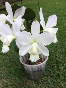 Cattleya dolosa