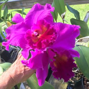 Rhyncholaeliocattleya Fall Splendor