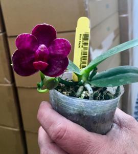 Phalaenopsis I-Hsin Spot Eagle