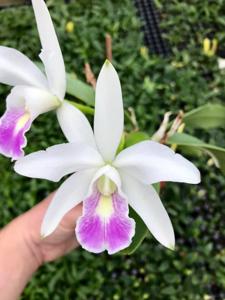 Cattleya Luteriana