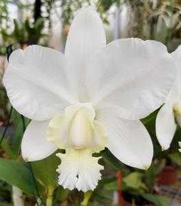 Cattleya dolosa