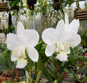 Cattleya dolosa