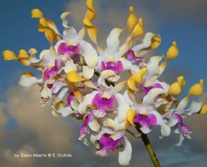 Dendrobium Livingstone