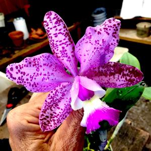 Cattleya Brabantiae