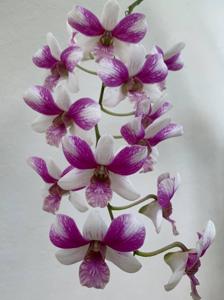 <i>Dendrobium</i> Triple Fantasy