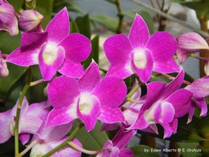 Dendrobium Hawaiian Delight