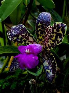 Cattleya Black Jack