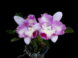 Cattleya Pink Spice