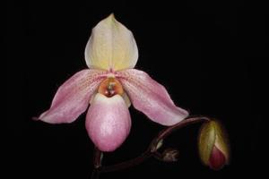 Paphiopedilum Deperle