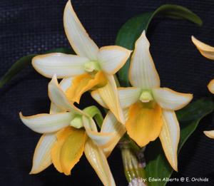 Dendrobium Hoku Quintal