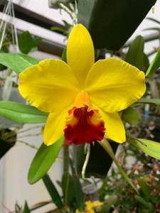 Rhyncholaeliocattleya Little Toshie