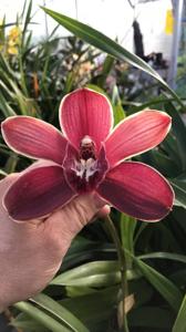 Cymbidium Pontac