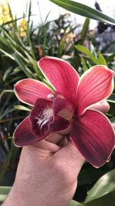 Cymbidium Pontac