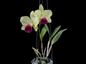 Rhyncholaeliocattleya Yen Surprise