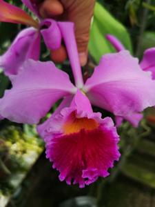 Rhyncholaeliocattleya Purple Ruby