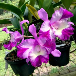 Cattlianthe Taco