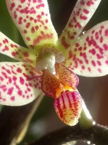 Phalaenopsis finleyi-mariae