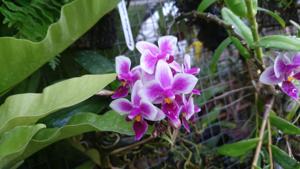 Phalaenopsis Be Tris