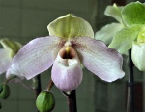 Paphiopedilum Delophyllum