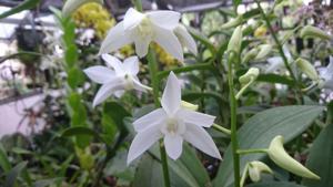 Dendrobium White Grace