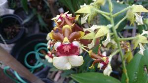 Oncidium Space Race